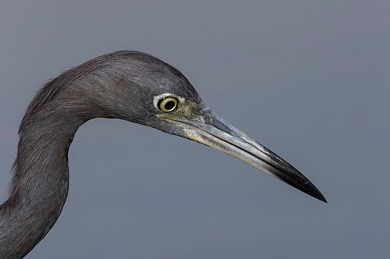 File:Little Blue Heron Portrait.jpg