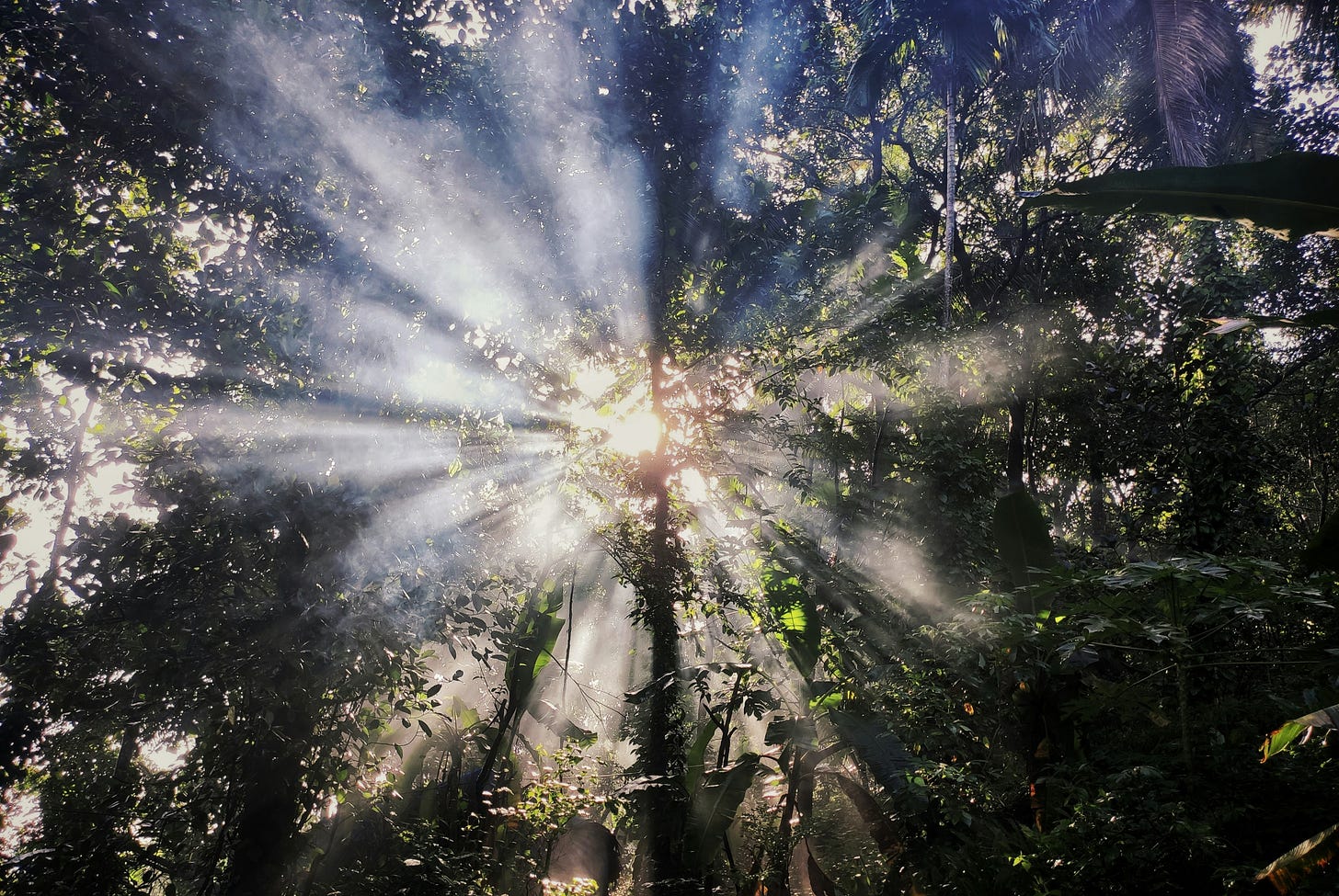 luce del sole che filtra tra le cime di alti alberi