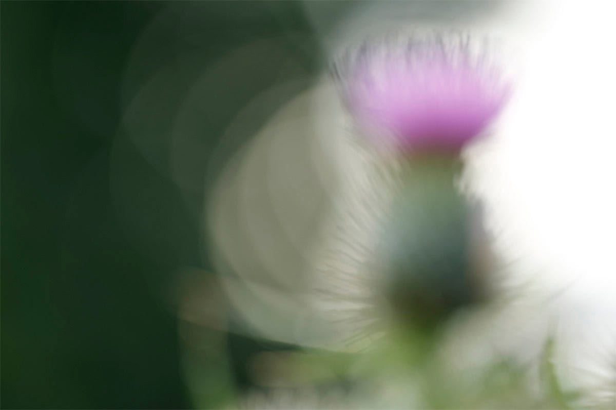 Atmospheric soft focus image of the purple flower of spear thistle (Cirsium vulgare)