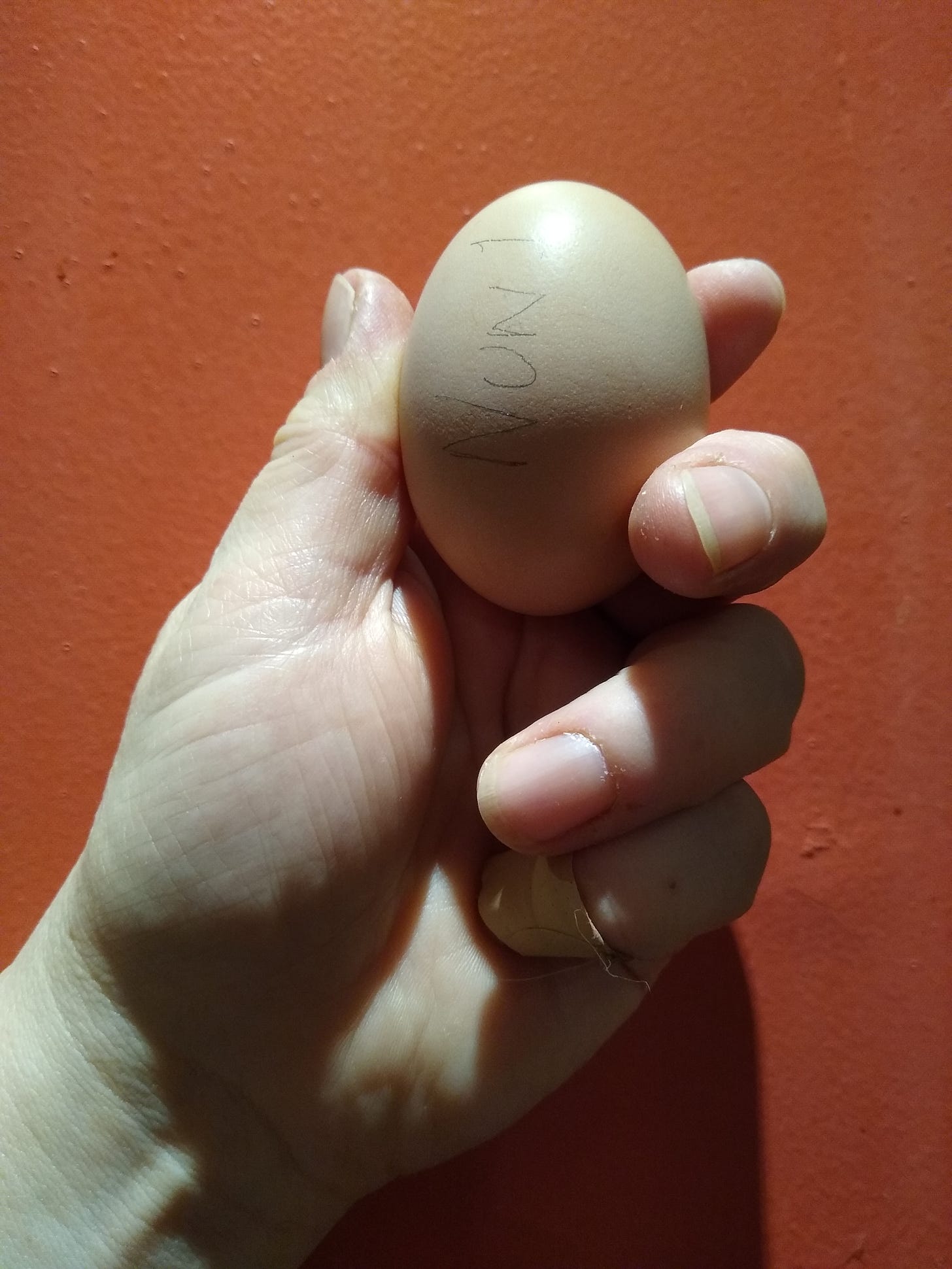 A slightly grubby hand holds aloft an egg with "Nun 1" pencilled onto it