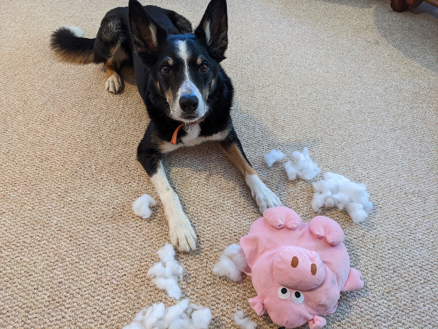 Dog with destroyed toy