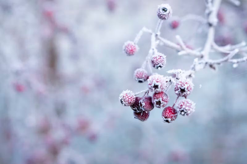 In focus on the right side of the photograph is a cluster of red berries on a tree covered in frost. Out of focus in the background you can just make out more trees and berries.