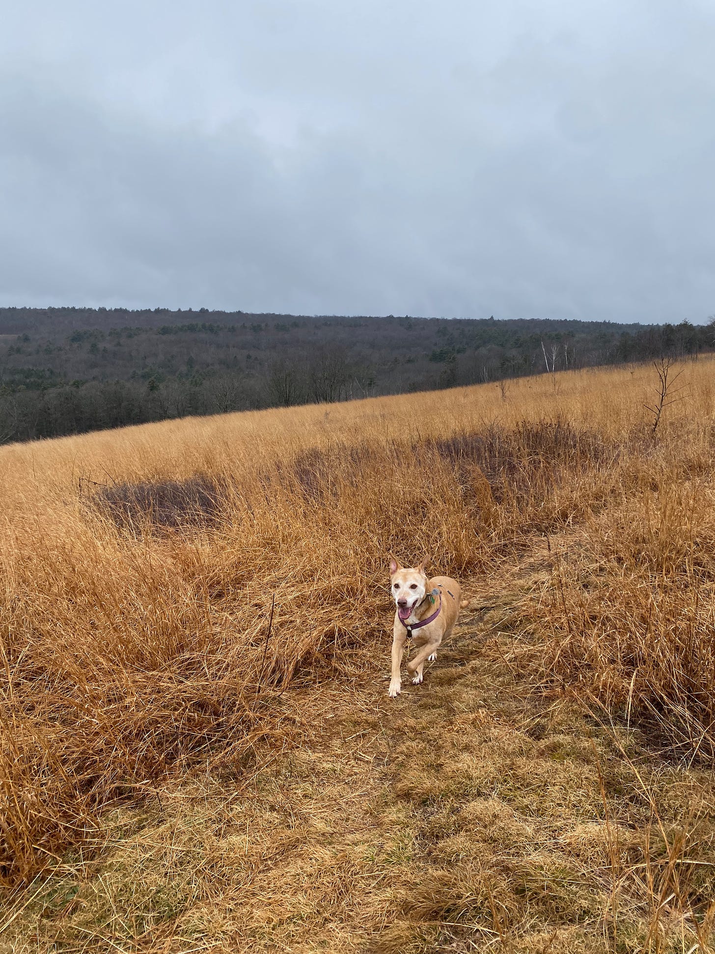 Nessa running through a brown field on a ridgetop on a grey day. Her ears are back, legs extended, mouth open.