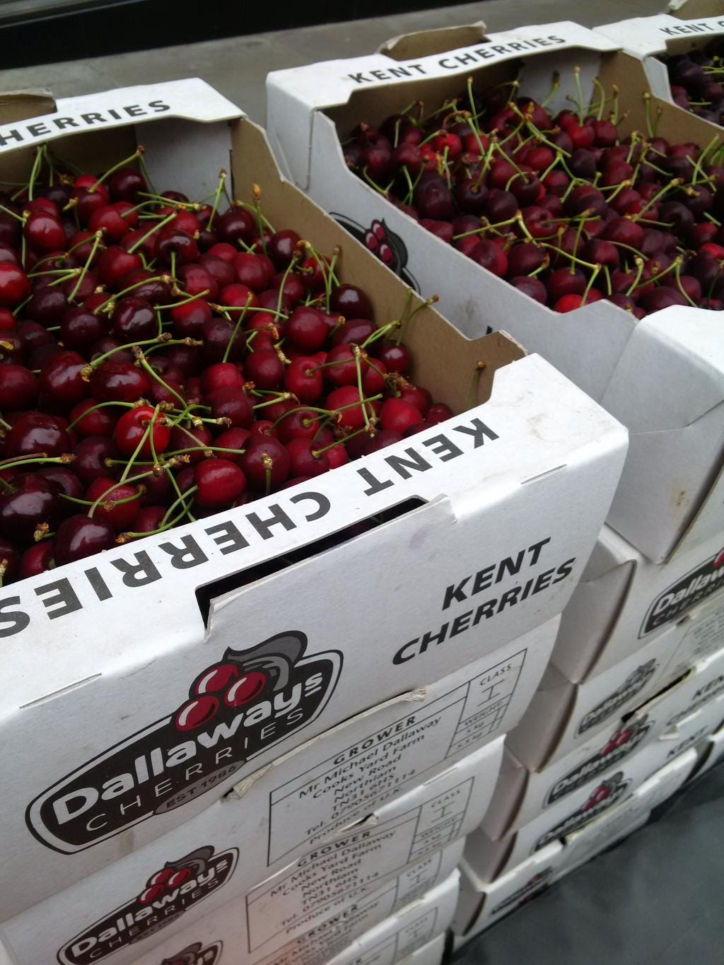 Dallaways (Rent a cheery tree) cherries, Notting Hill farmers market