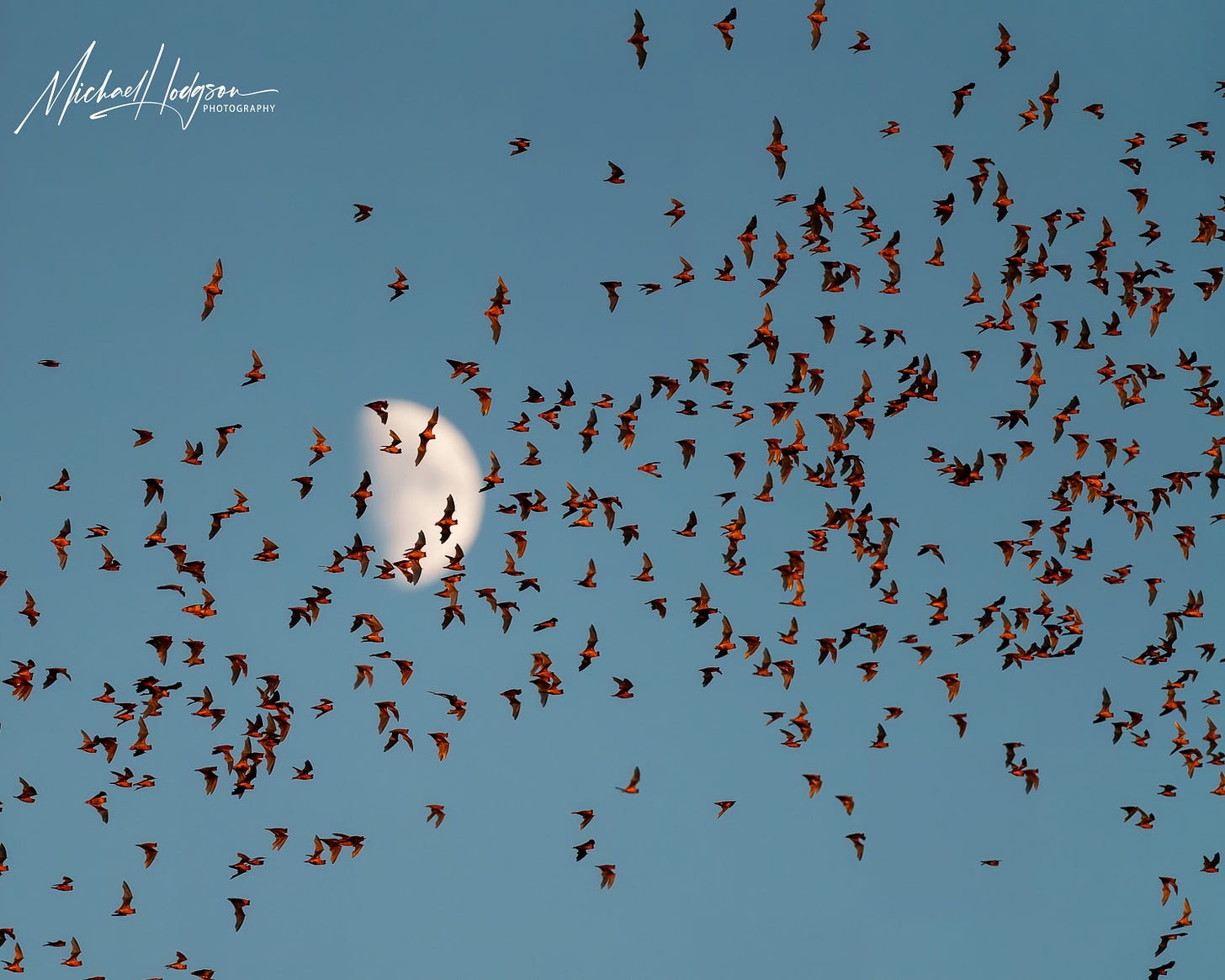 Mexican free-tail bats flying in front of a moon with wings illuminated by the setting sun.