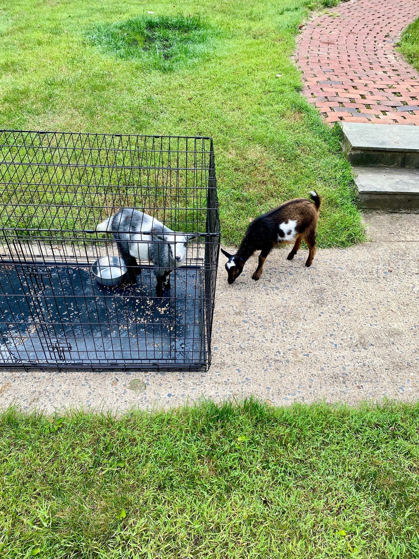 Goats in a dog crate