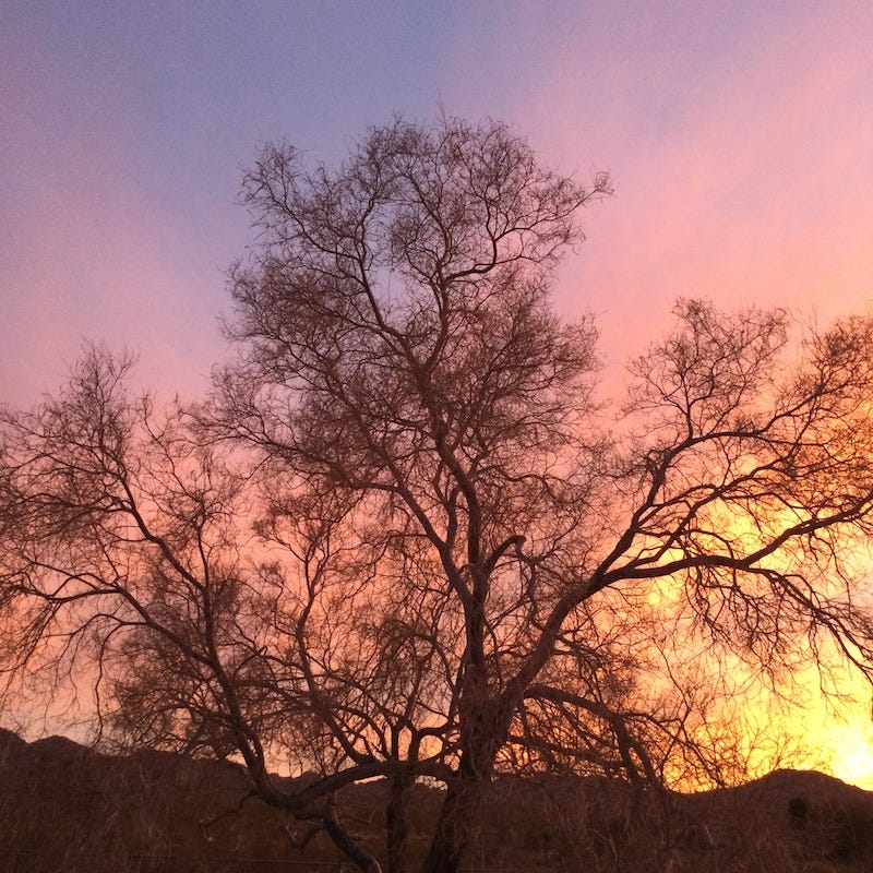 Photograph by Sherry Killam Arts of her backyard Desert Willow at sunset.