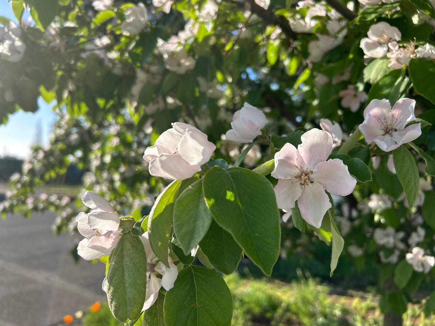 A close up of some of the flowers on a resplendent quince tree my cousin calls a Disney princess in spring and a link to a 30% lifetime discount for a paid subscription to the Rolling Desk