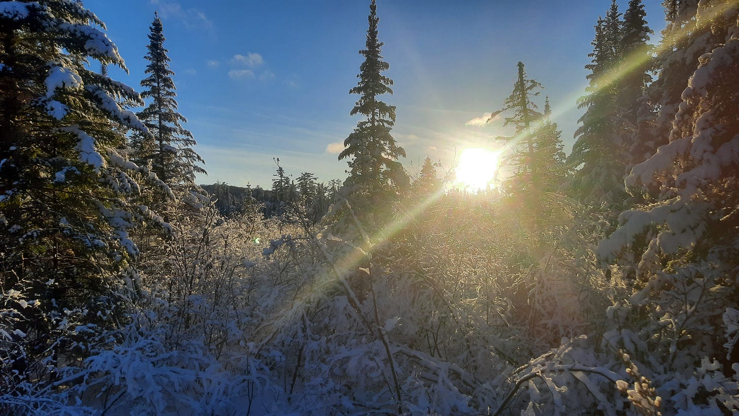 The sun shines through snow covered trees and shrubs