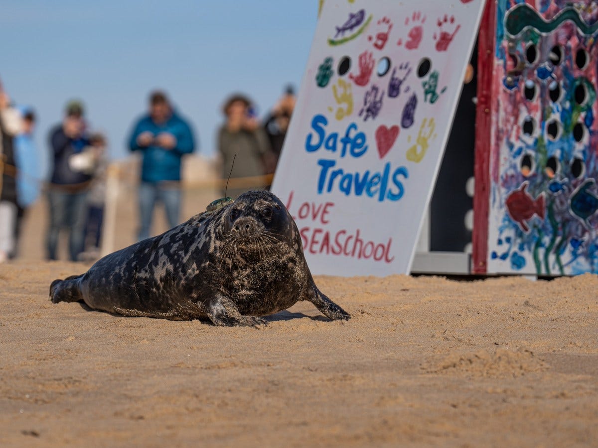 Gray Seal pup released at Blue Shutters Beach in Charlestown after recovery