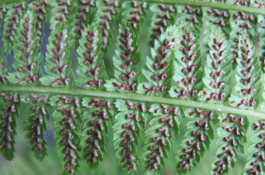 Fern Spores