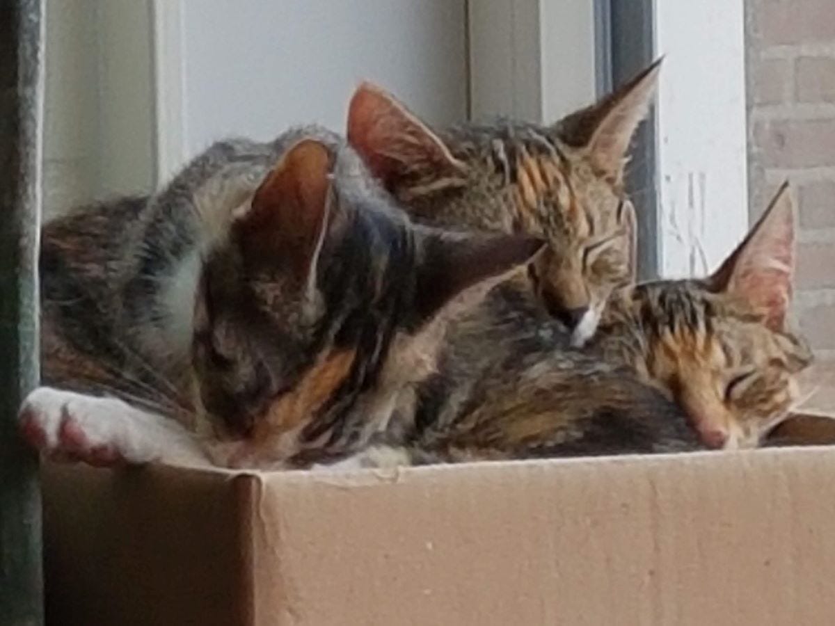 3 kittens in a box