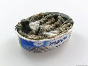 mold-in-cream-cheese-container-300x225