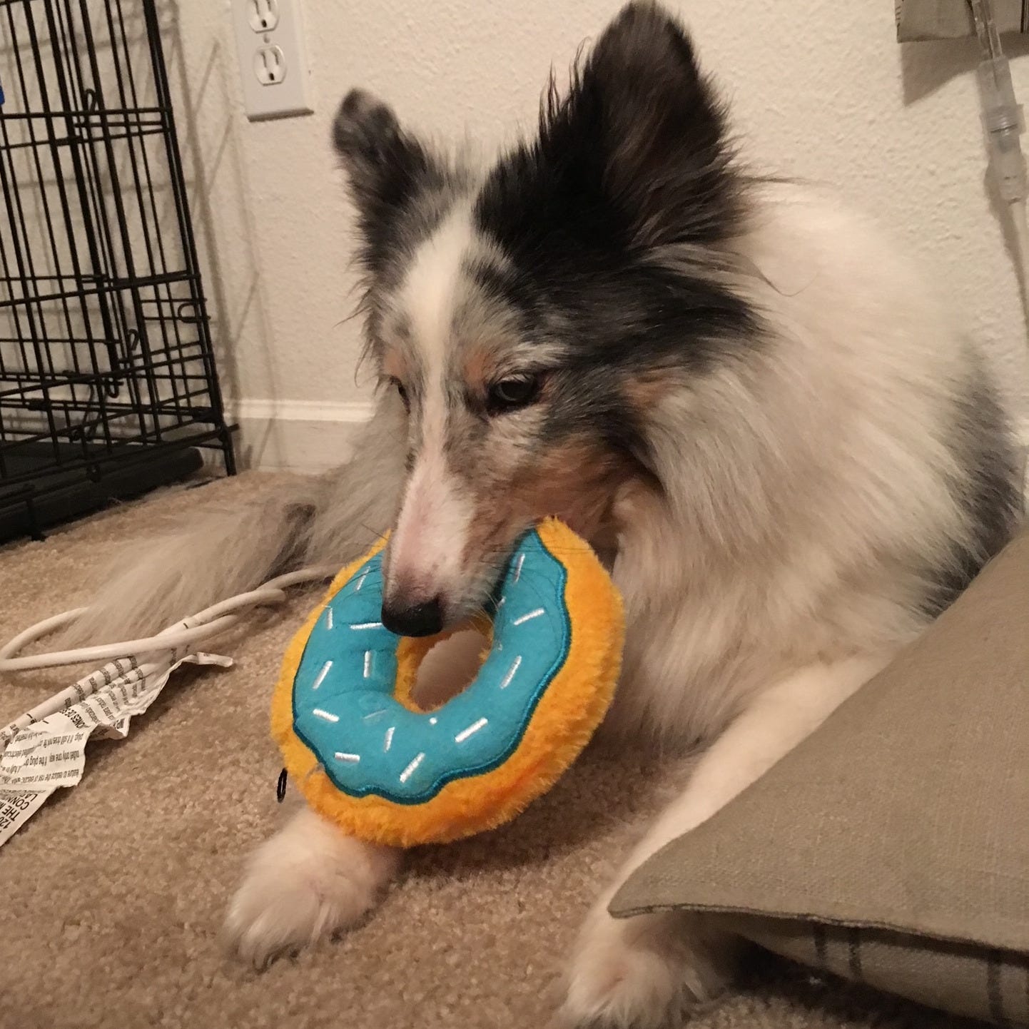 White and gray sheltie with a donut toy in her mouth