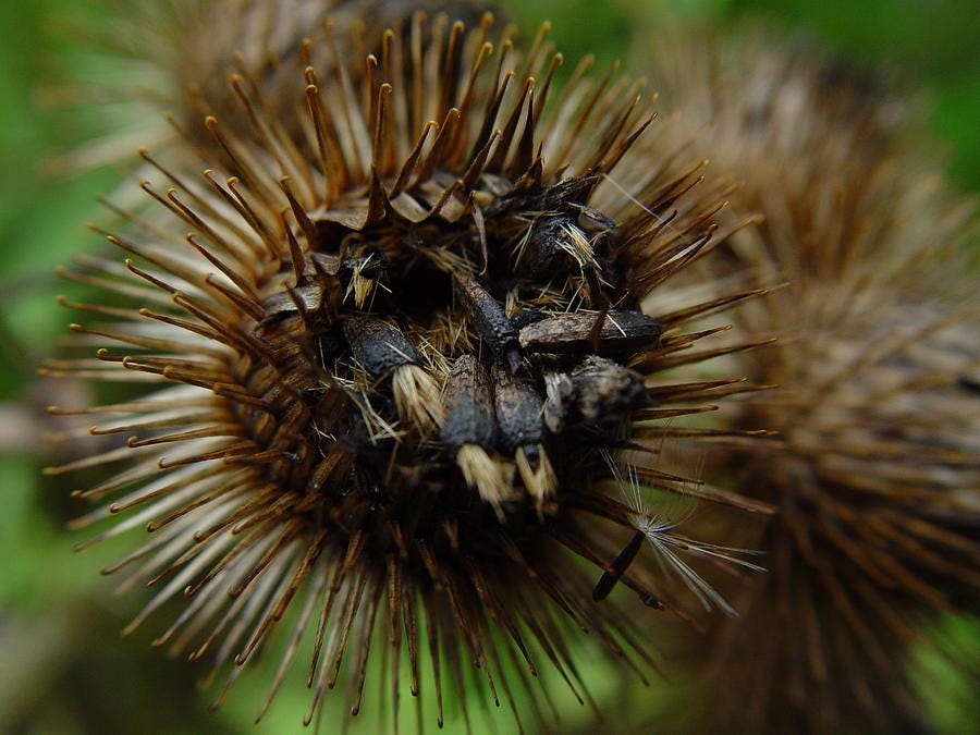 Burdock Offers Her Seeds Photograph by Rosemary Wessel