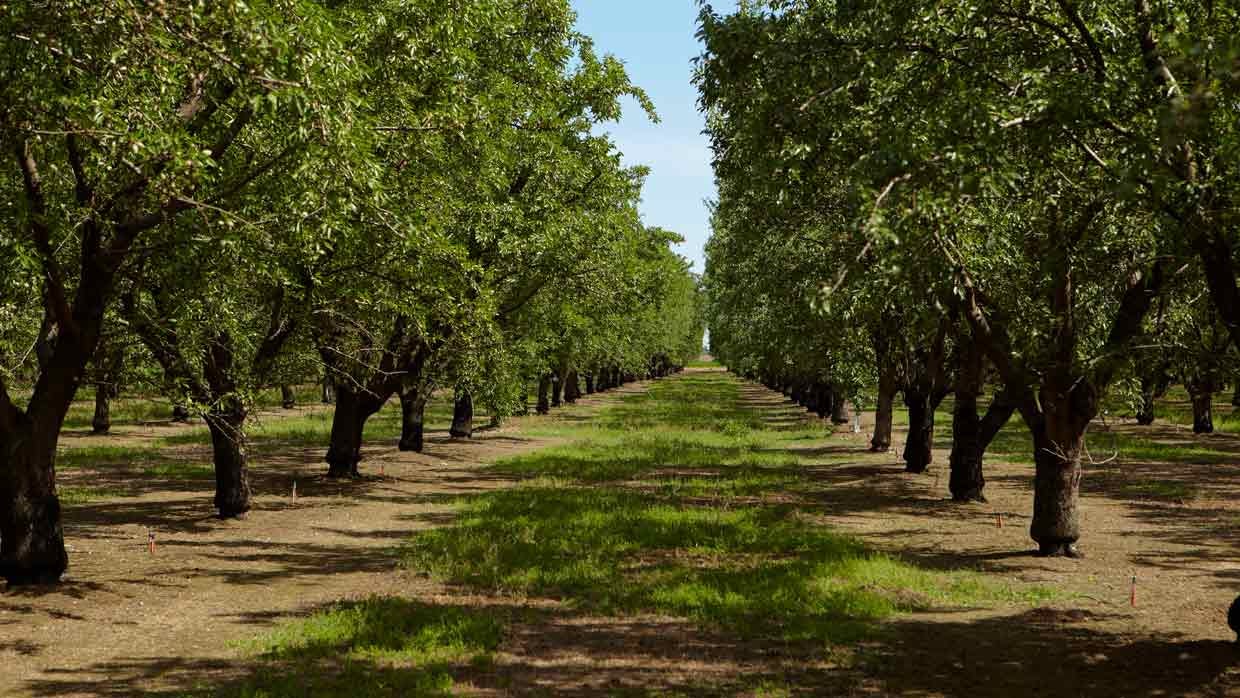 Orchard Orchard