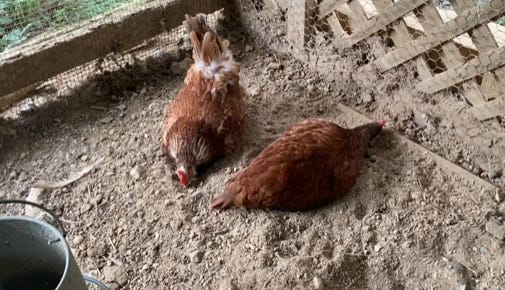 two chickens dustbathing