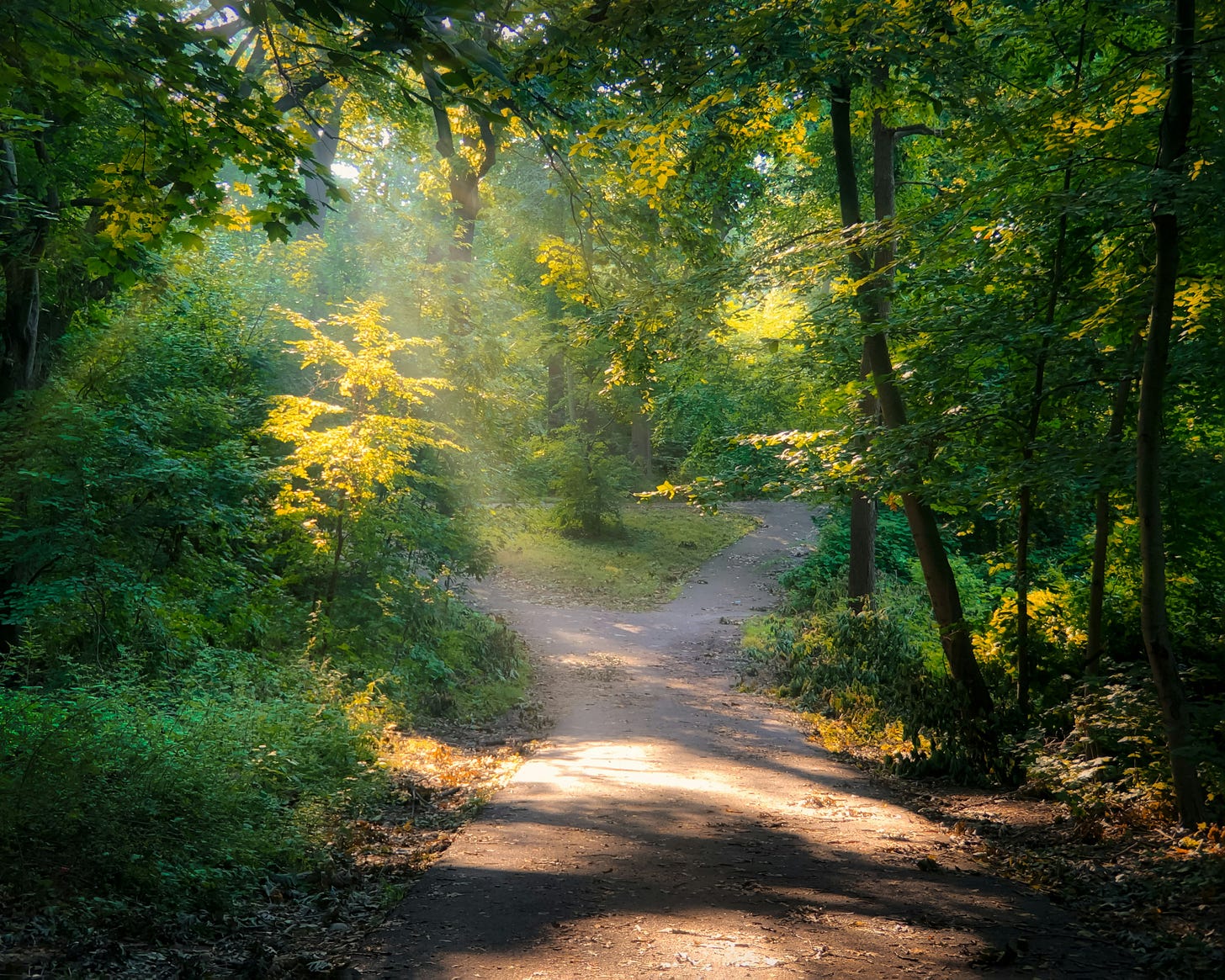 Forked path in forest
