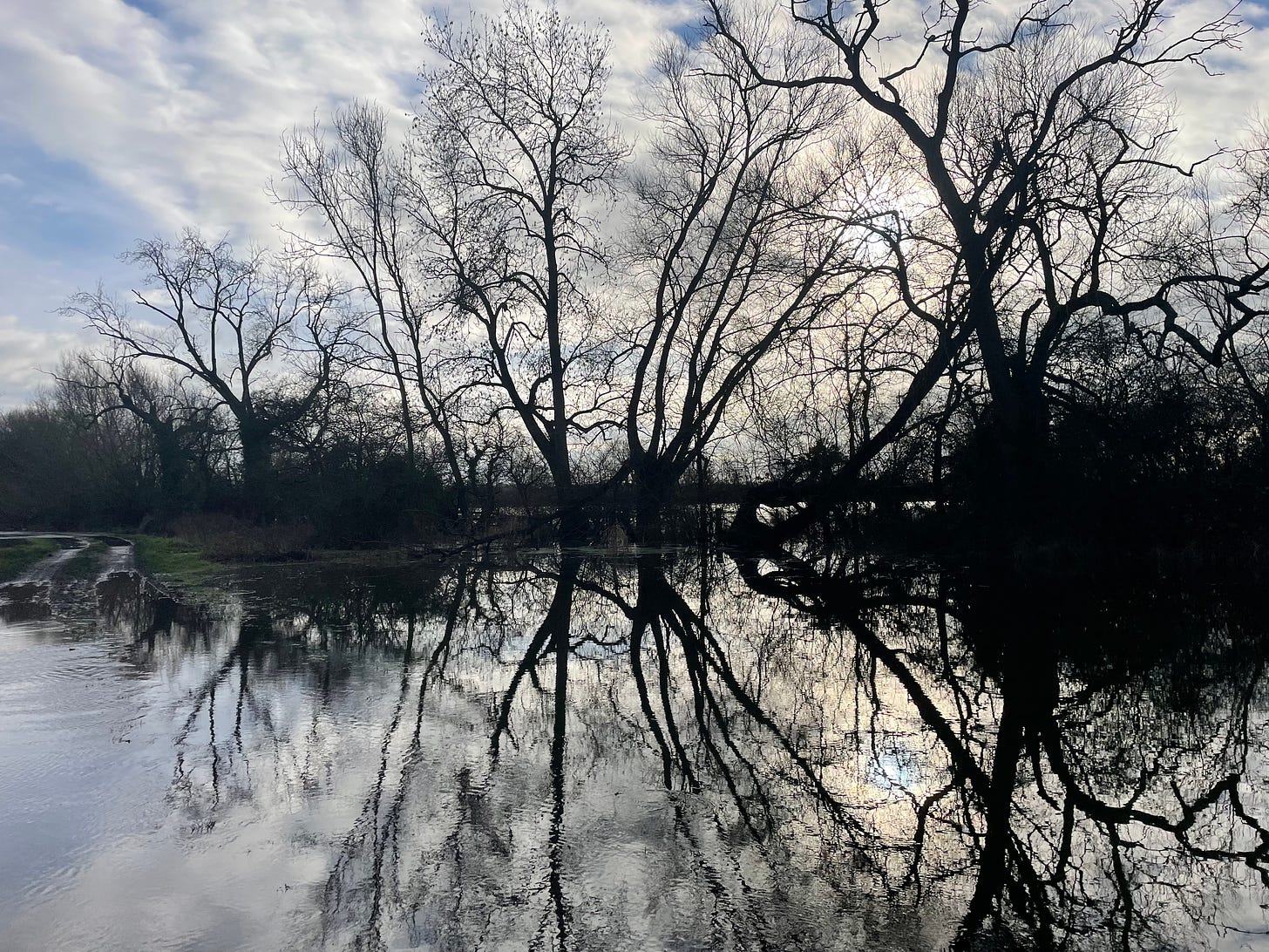 bare trees reflected in flooded field