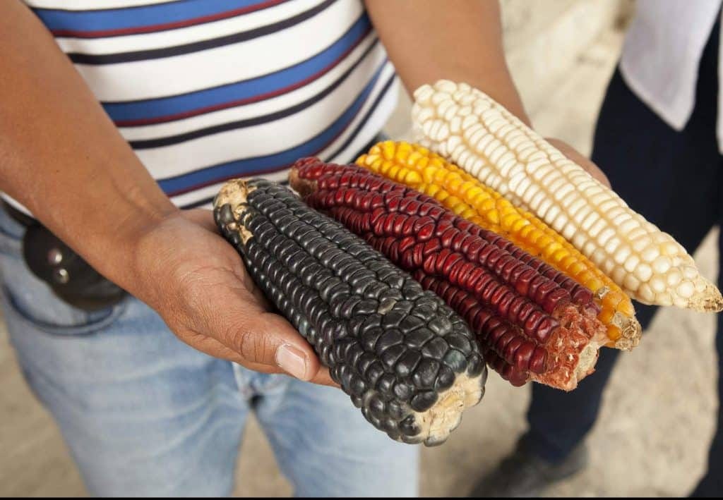 A Brief History of Corn in Mexico - Familia Kitchen