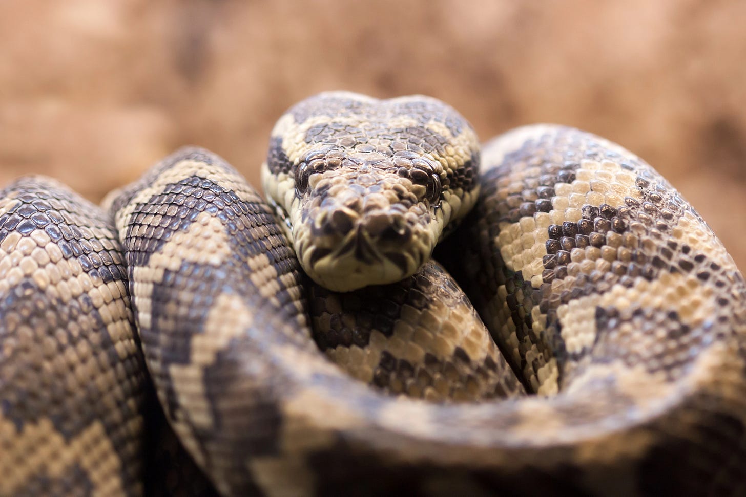 Very large coiled boa constrictor snake