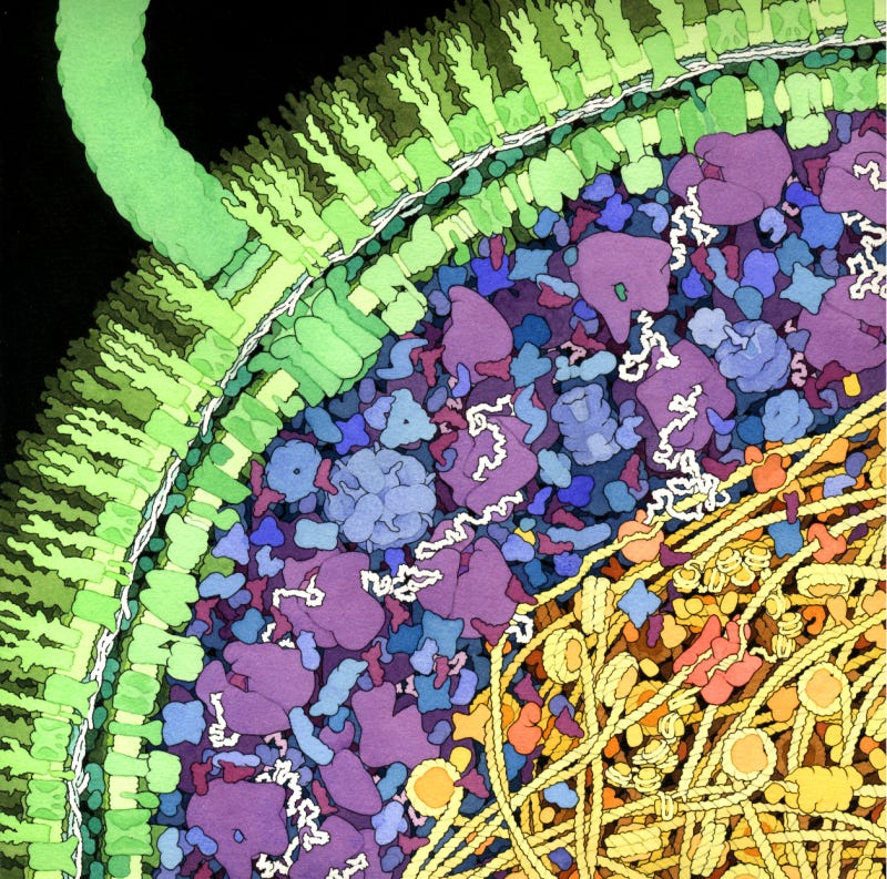 PDB-101: Goodsell Gallery: Escherichia coli