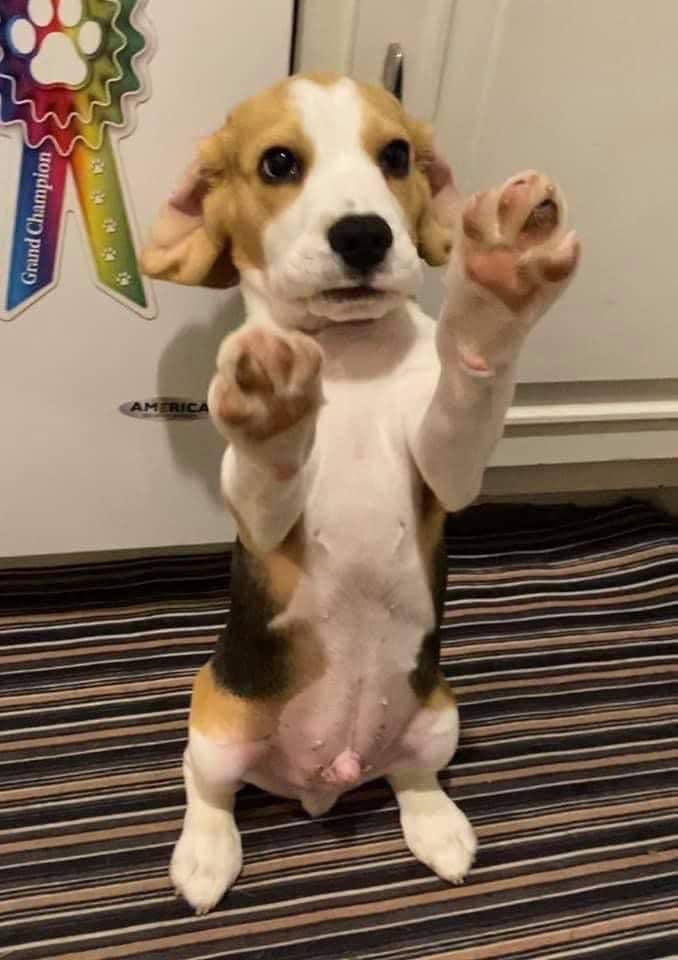 Beagle puppy rearing up in a "beg" position 