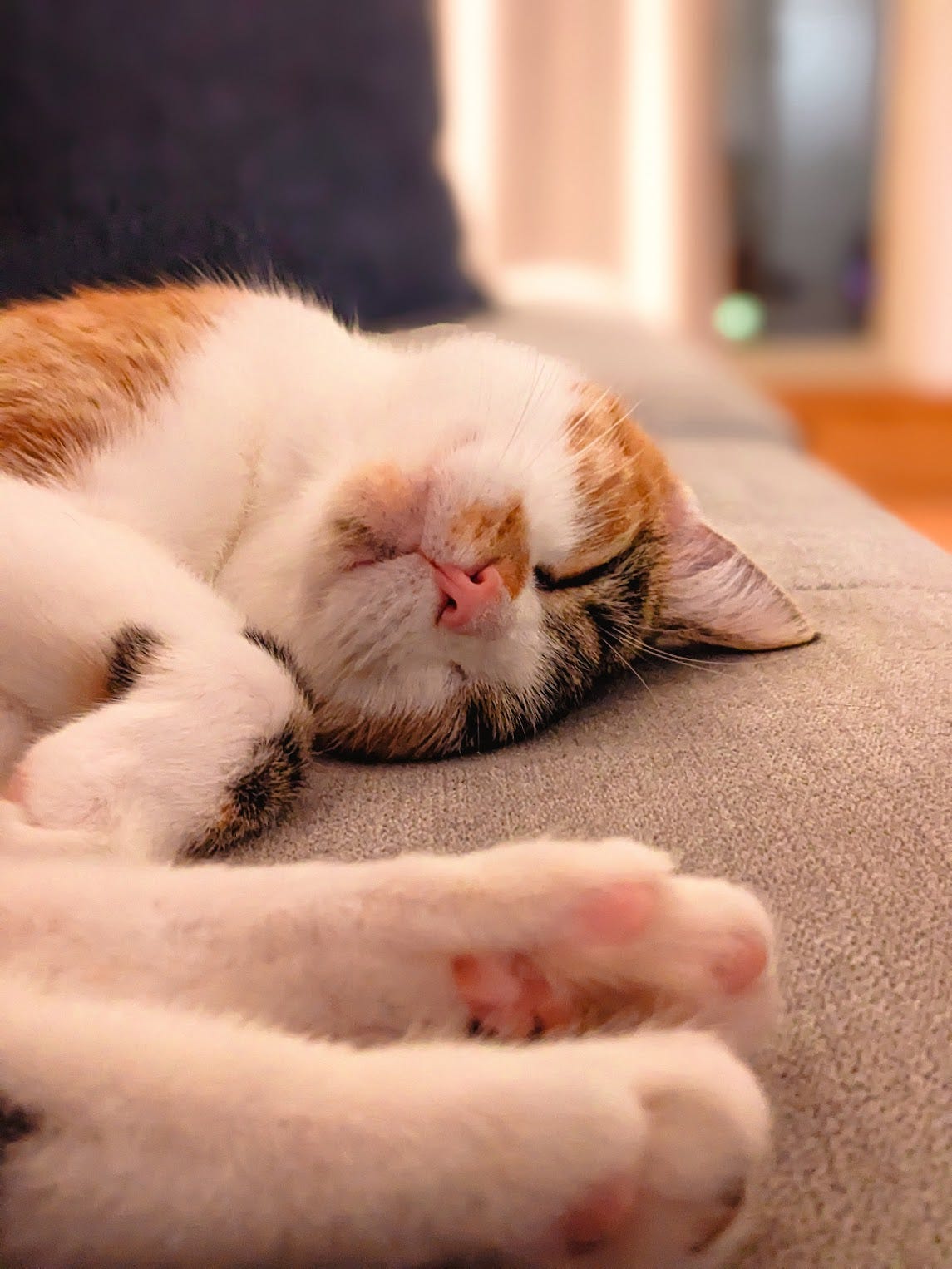 A calico cat lying on a couch, asleep, with her face almost upside down in a very cute sleeping post. Her pink paws are in the foreground and blurry.