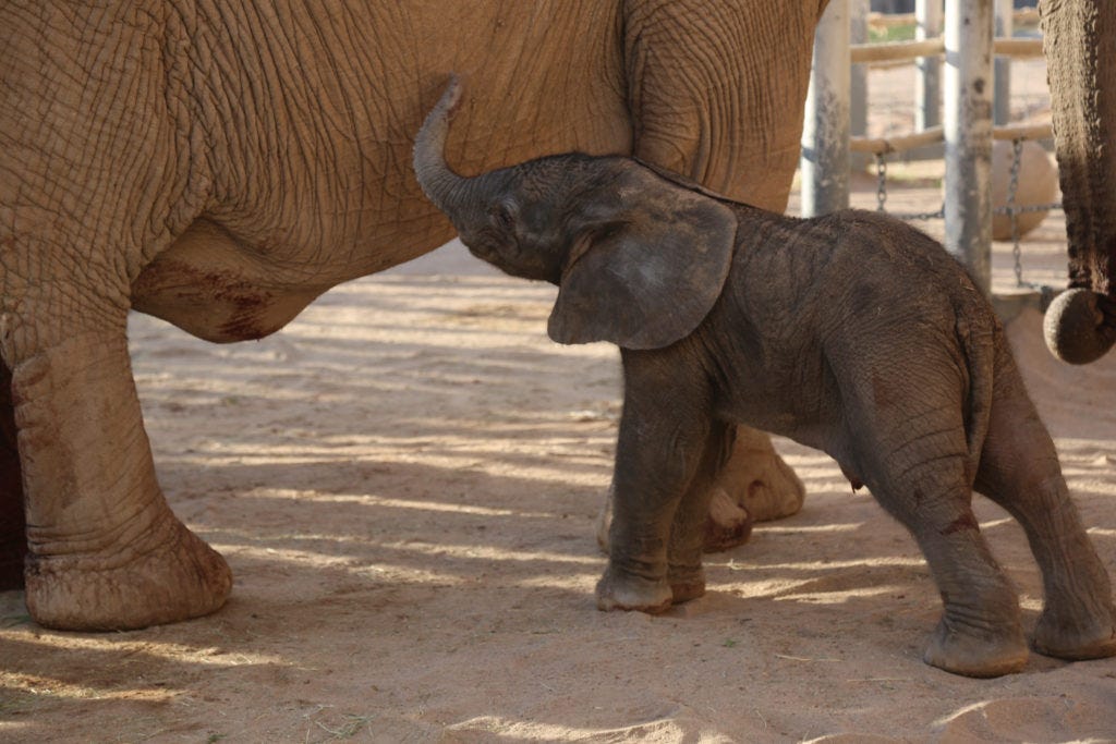 Reid Park Zoo Welcomes New Elephant Calf to the Herd | Reid Park Zoo