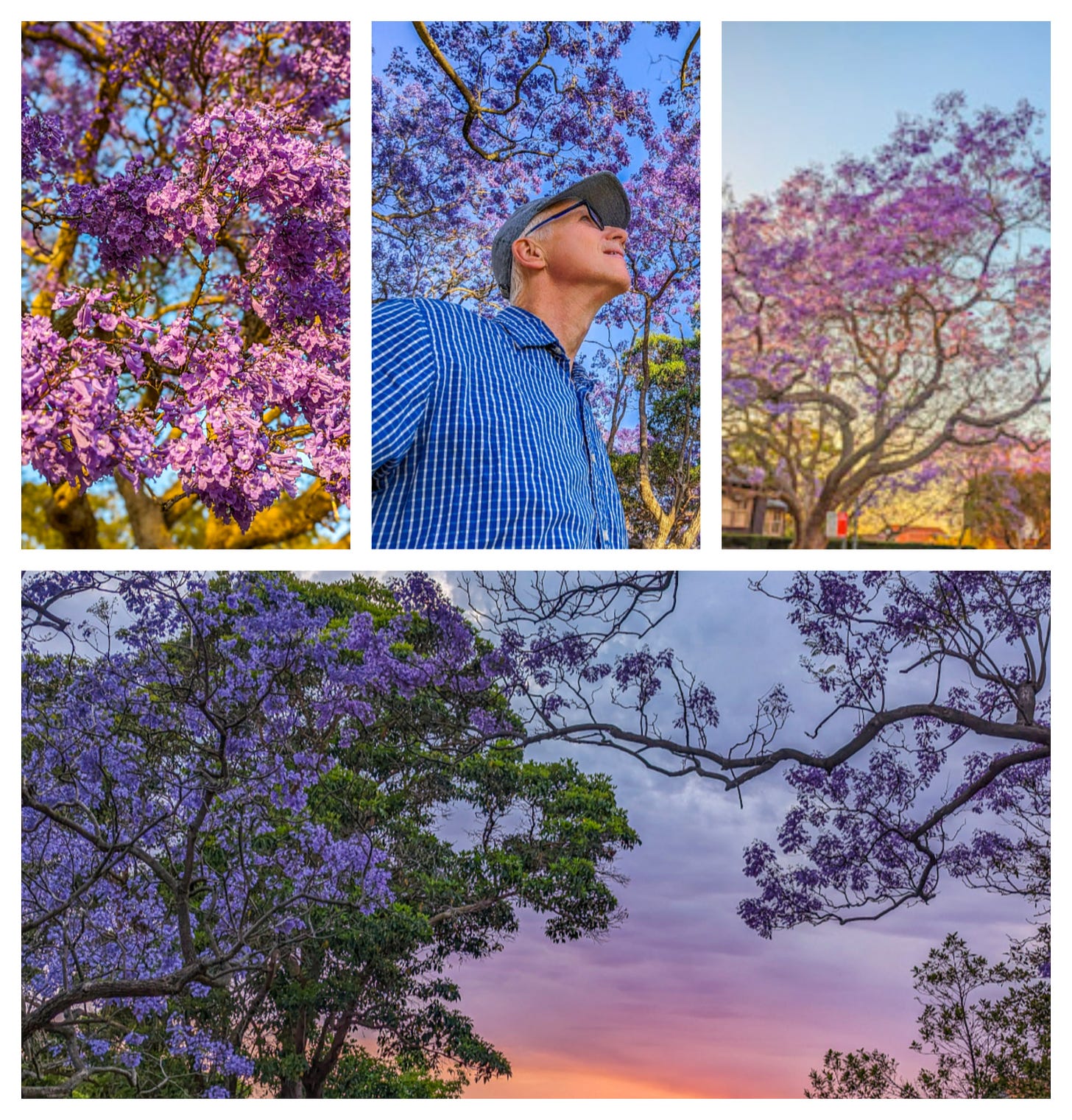 Four photos showing beautiful jacaranda trees filled with purple blossoms. 
