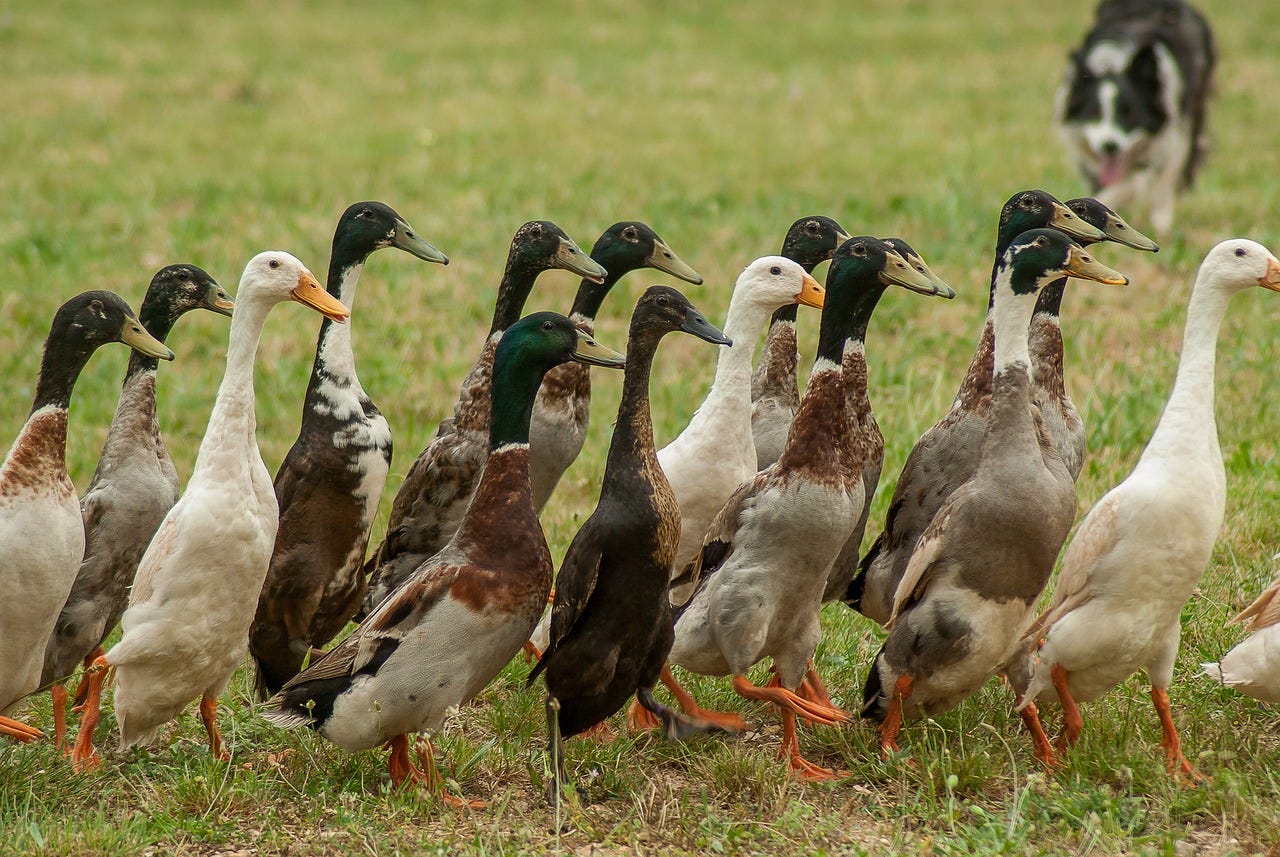 Herd of runner ducks in grass field
