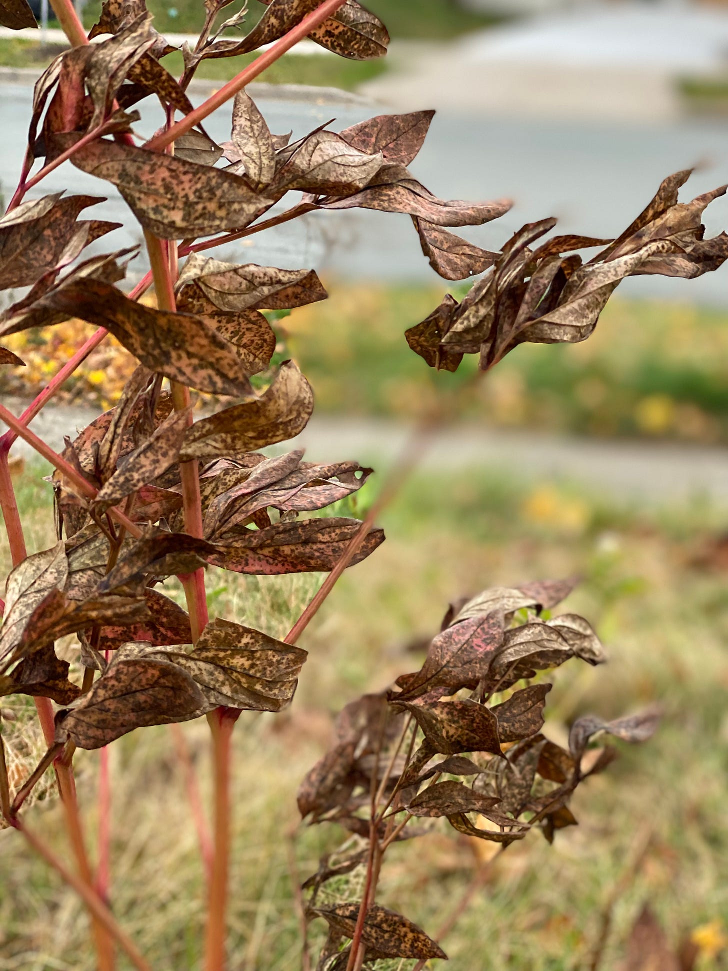 A close-up of brown-and-brass dead leaves on the rust-red stalks of a peony plant in November.