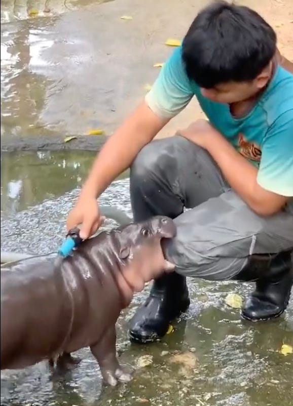 Moo Deng bites her keeper's knee