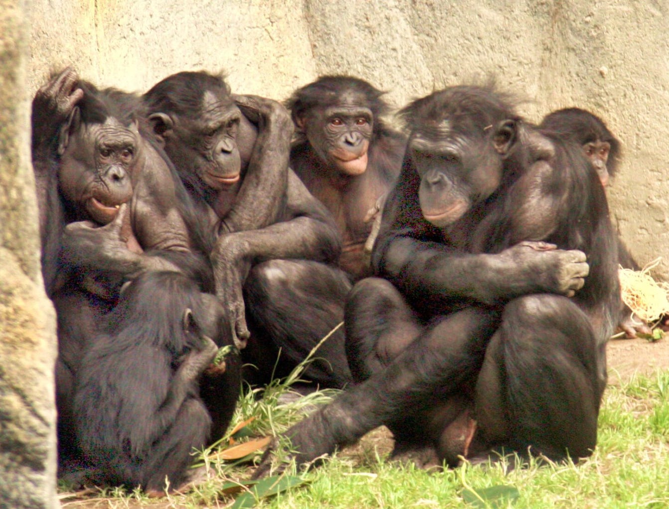 Bonobos(Pan paniscus) in a social group of six (6) Bonobos(Pan paniscus) in a social group of six (6)