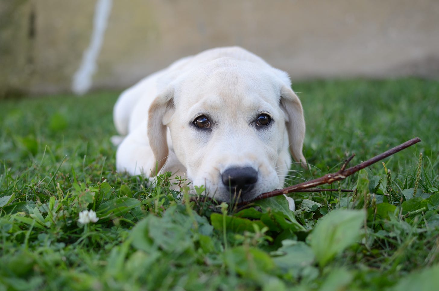 A yellow Labrador retriever puppy chews on a stick in the grass. 