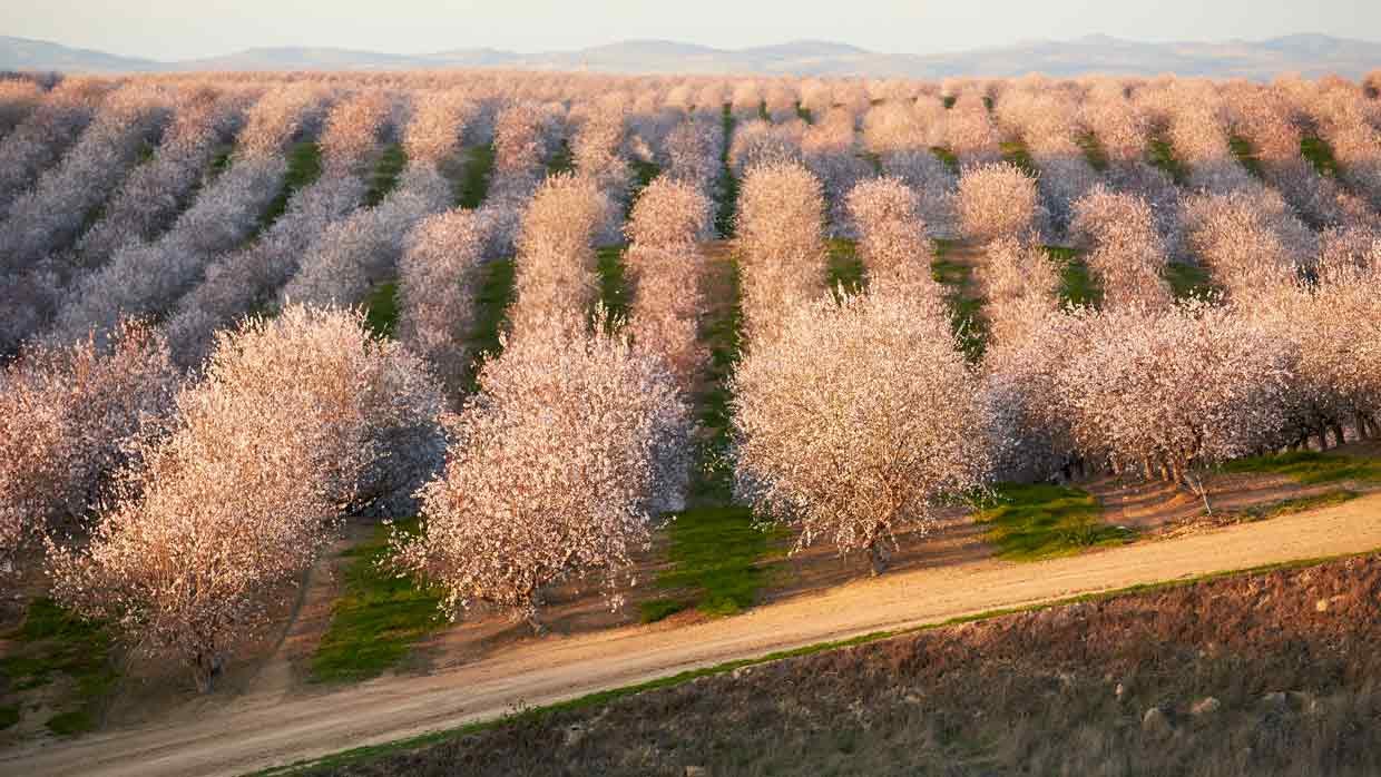 Almond trees Almond trees