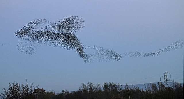 Geese in Vs, Starling Murmurations, and Other Bird Flight Formations - Rebecca Lexa, Naturalist Geese in Vs, Starling Murmurations, and Other Bird Flight Formations - Rebecca Lexa, Naturalist