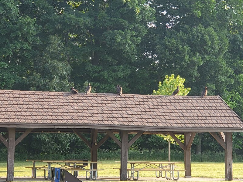 A committee of vultures on a shelter.