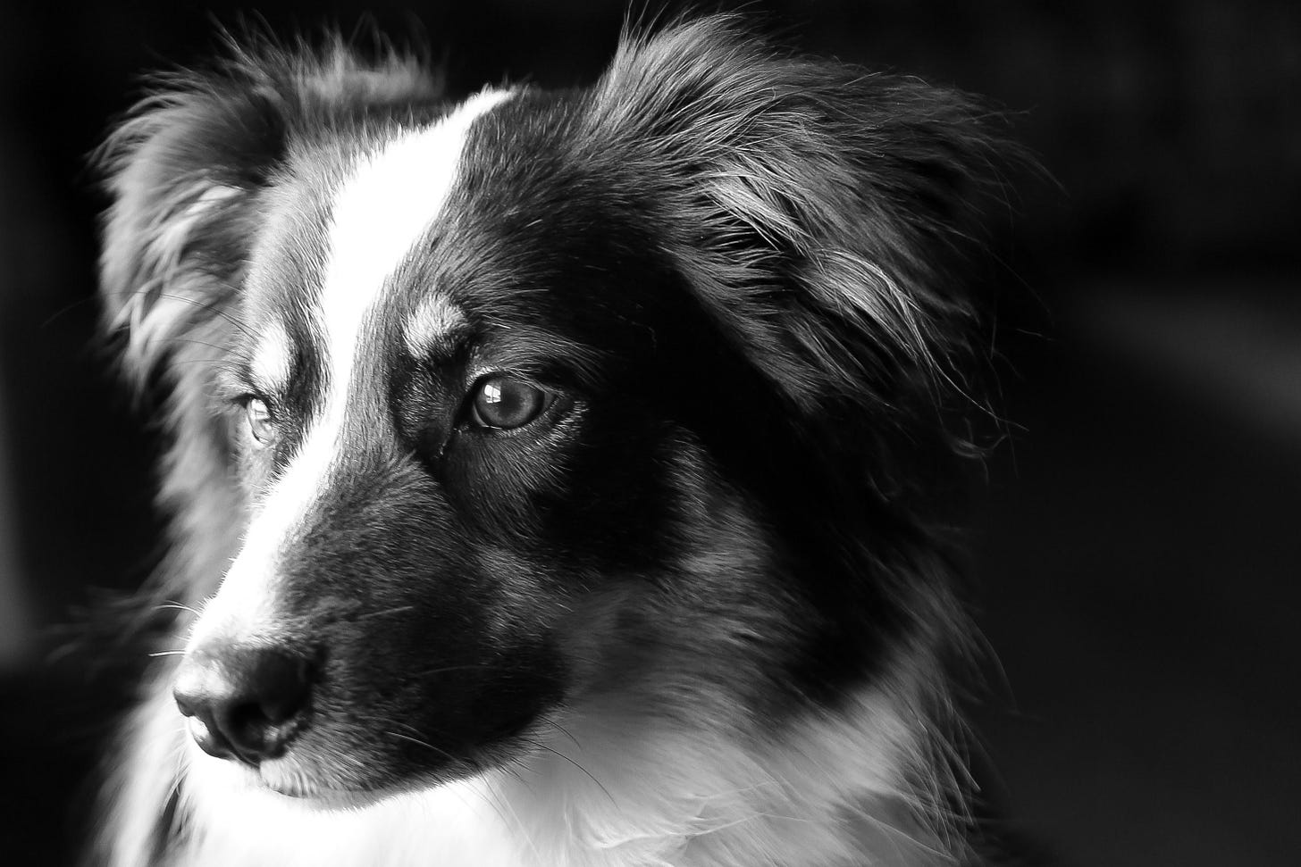 Black and White Dog in Black and White | Black and white dog, Real dog, Dogs