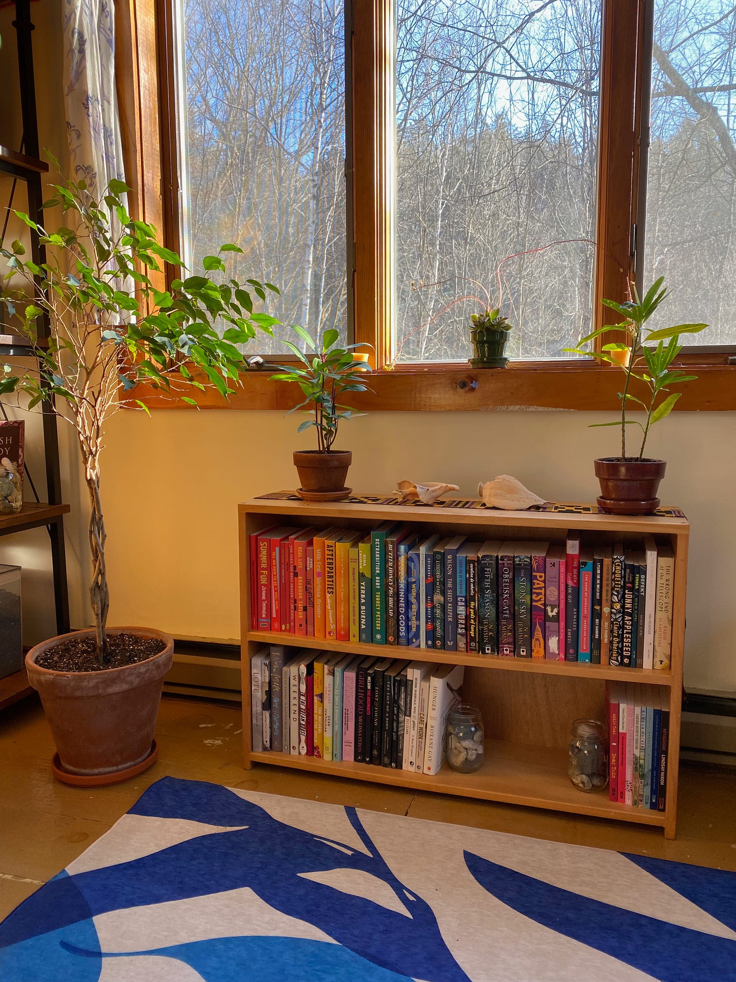 View of a sunny office. Under a window showing blue sky and trees, there’s a low rainbow bookcase topped with small plants. Next to the bookcase is a large ficus tree and a blue and white rug. Everything is bathed in golden light.