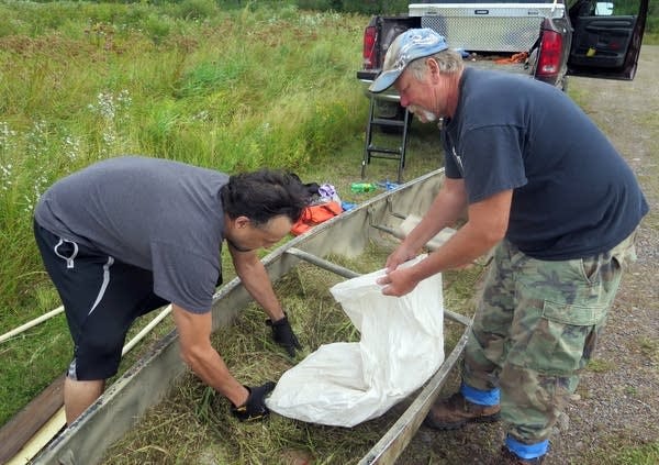 Jerrad Ojibway and Ed Jaakola bag about 80 pounds of wild rice. Jerrad Ojibway and Ed Jaakola bag about 80 pounds of wild rice.