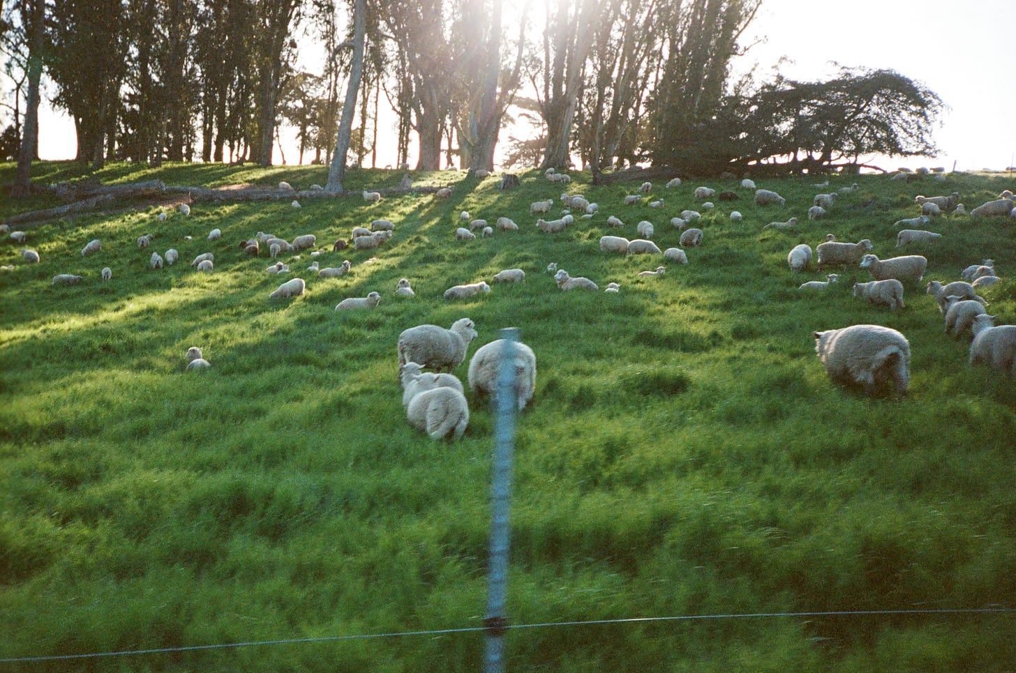 Sheep grazing the Stemple Creek pasture