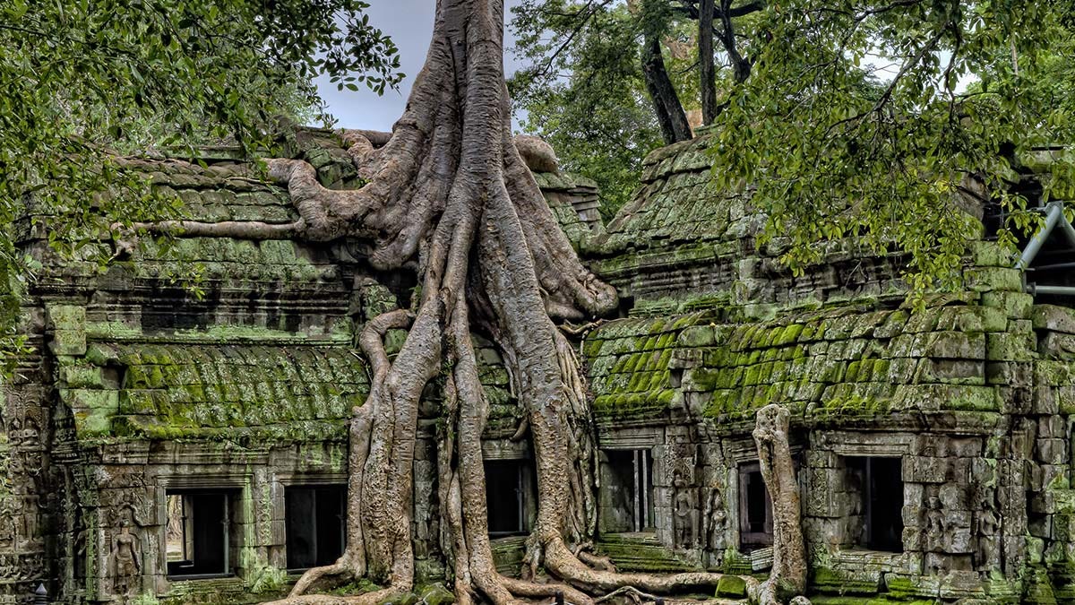 Timeless Temples and Trees of Angkor