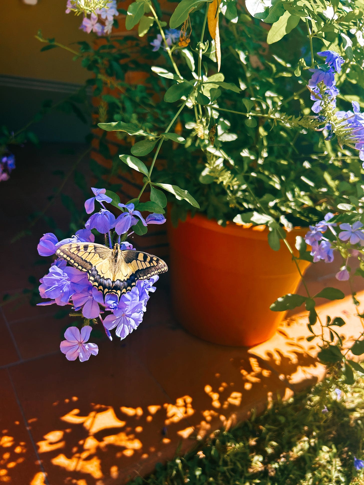 The Weight of Small Things Charlotte Thornton