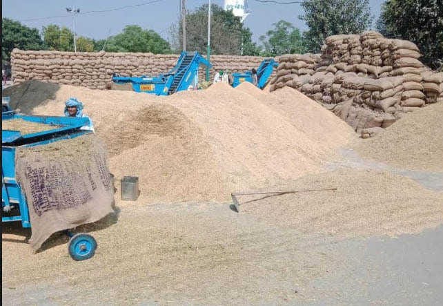 Paddy arrival at Khanna grain market lower than last year : The Tribune  India