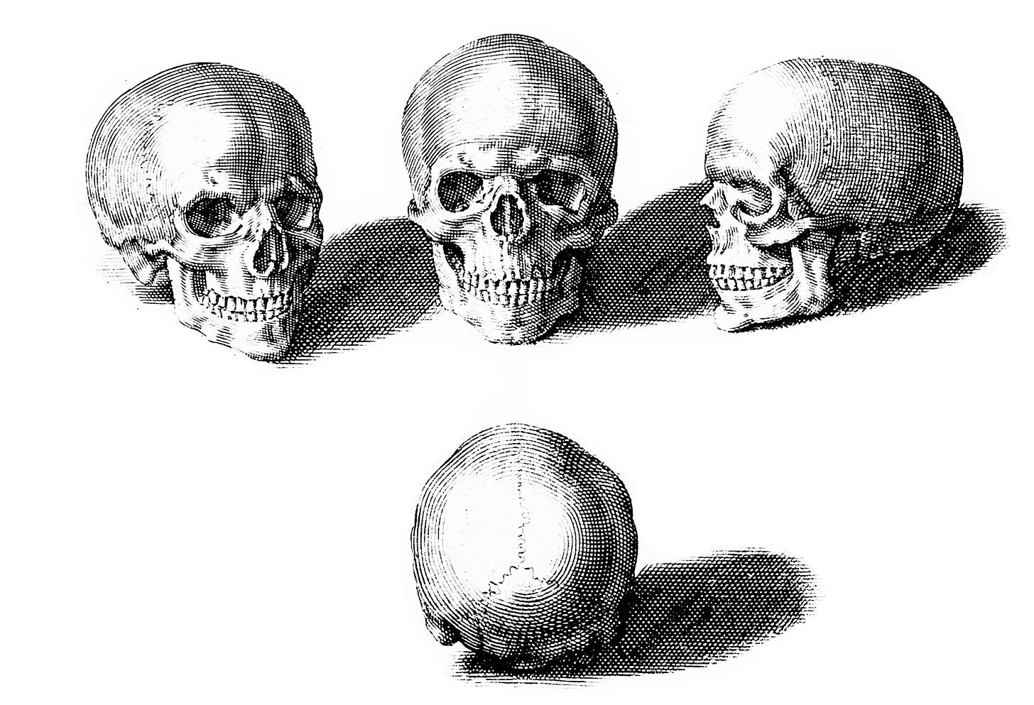 A black and white engraving of four skulls, each angled different to give a view of the skull.