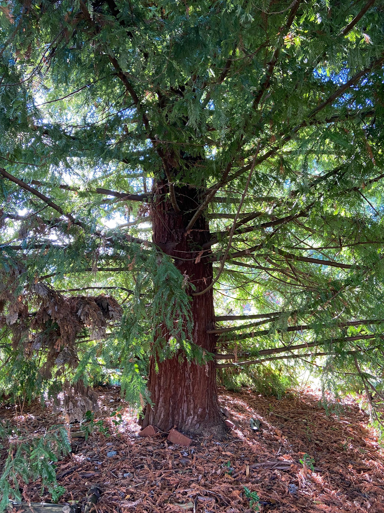 A Douglas fir, viewed from below