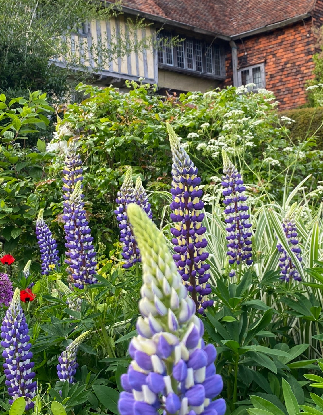 Lupins at Great Dixter. Photo by Leslie Harris