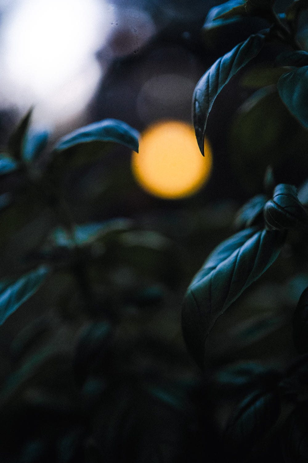 midsummer night greenhouse