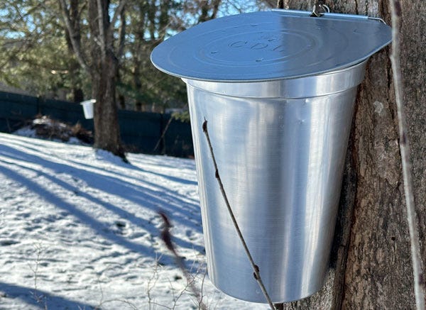 Two silver metal buckets with lids hang on maple trees. There is snow on the ground and the sun is low in the sky